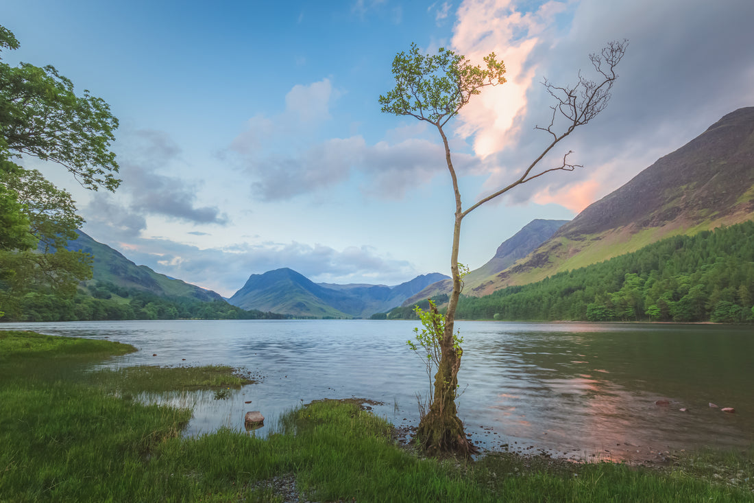 Buttermere Lone Tree Fridge Magnet