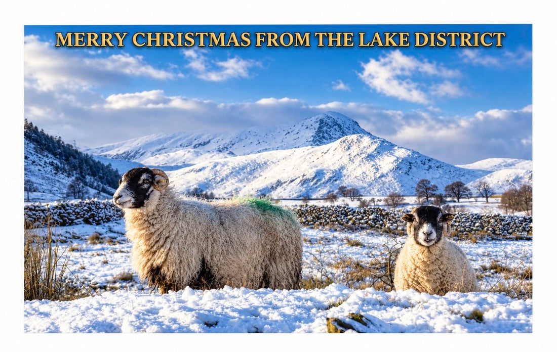 Lakeland Sheep Christmas Card