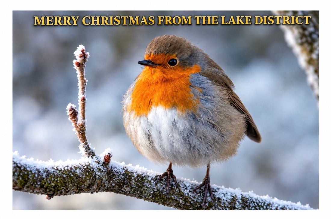 Robin Christmas Card