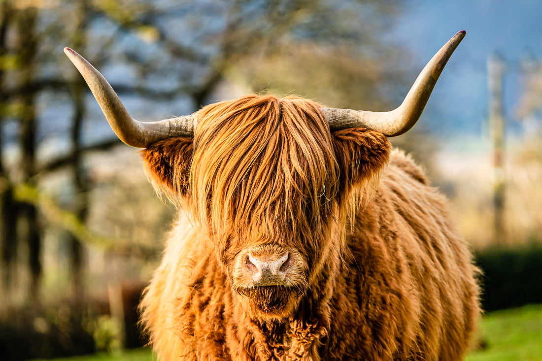 Highland cattle Fridge magnet