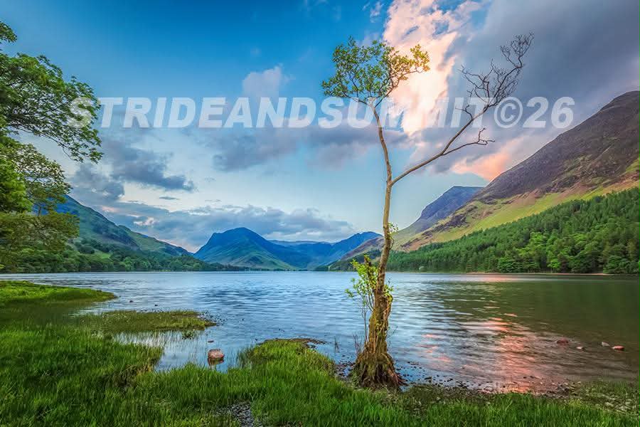 Buttermere lone tree fridge magnet