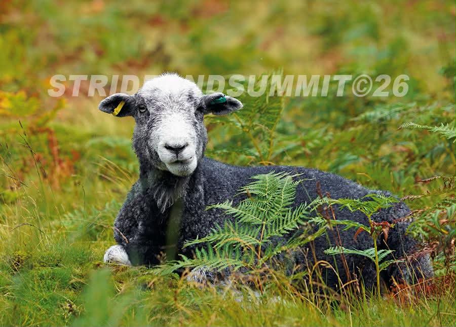 Lake District Sheep Fridge Magnet