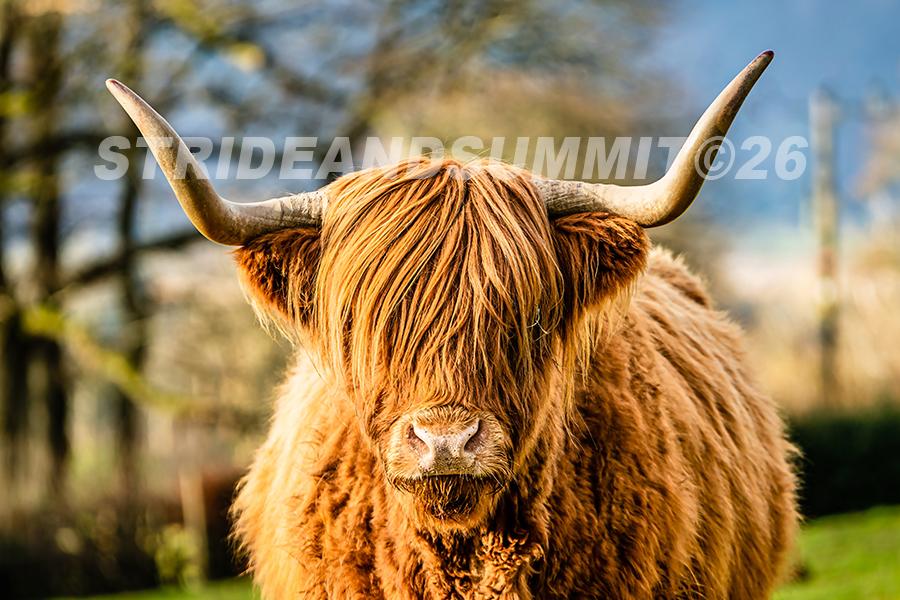 Highland cattle Fridge magnet