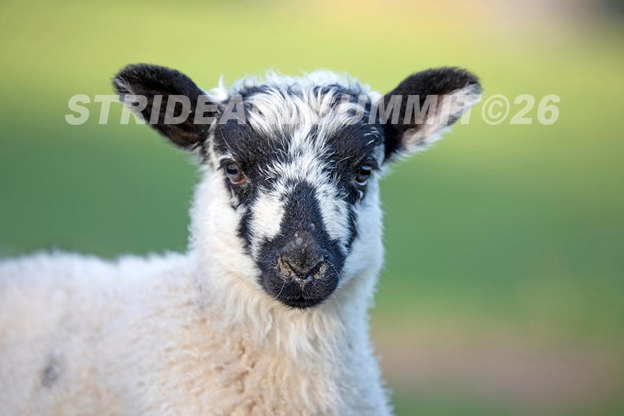 Baby Lamb Fridge Magnet
