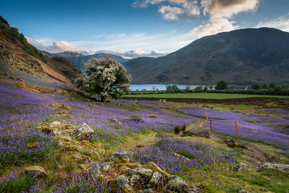 Rannerdale Bluebells Fridge Magnet