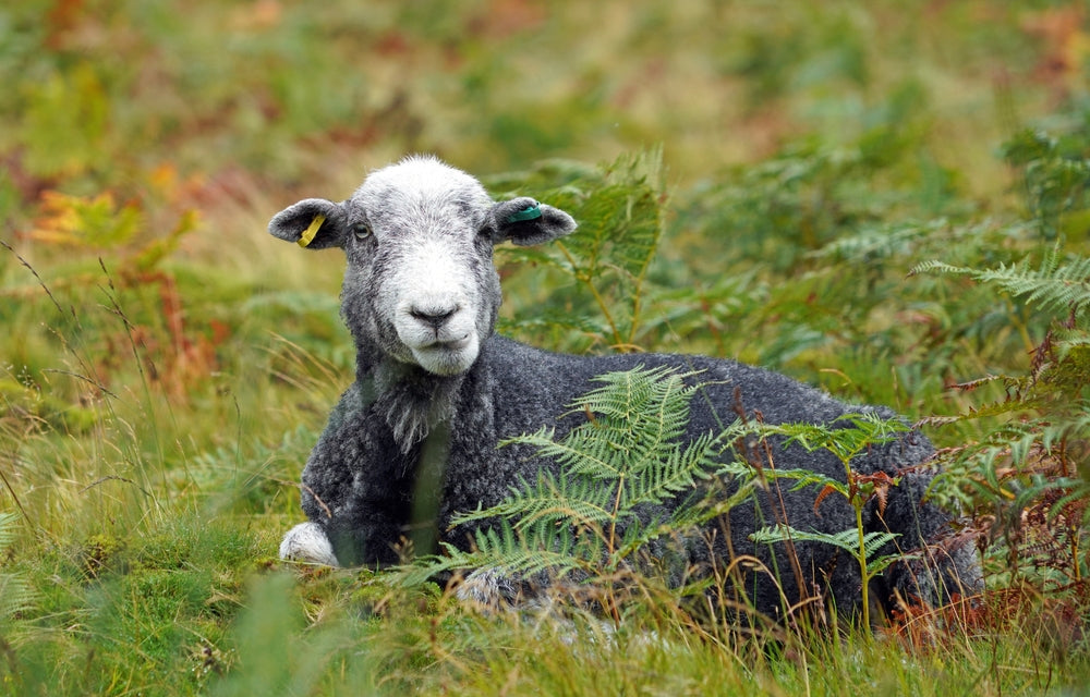Lake District Sheep Fridge Magnet